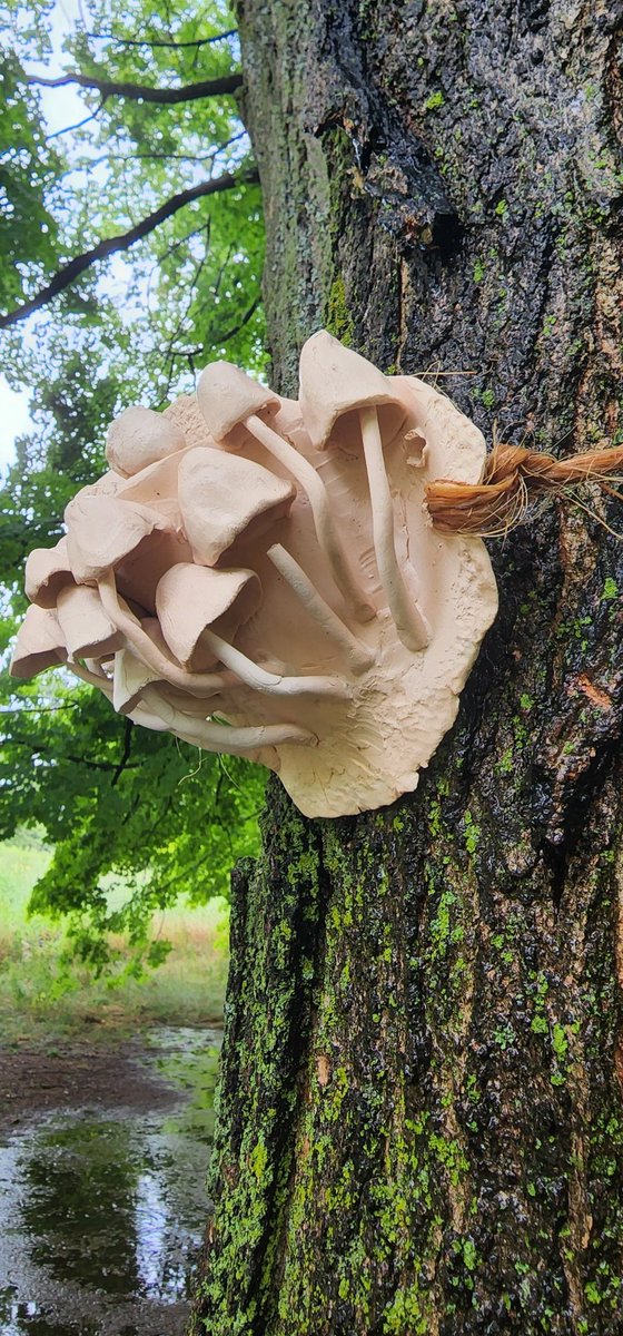 The installations in <a href="/HighParkToronto/">High</a> are so sensitive and beautiful. They are also timely for international discussions on climate change. Here's Polypores by O'Honey collective. Inside these ceramic fonts are little gifts. They are tied off with forest offerings as well