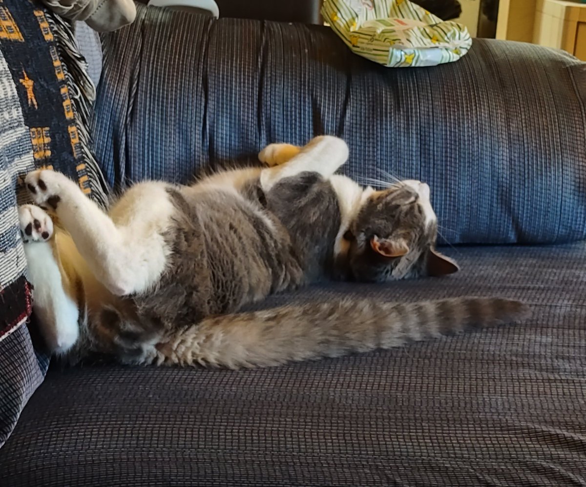 MrsGrays0920's tweet photo. When you sit on the sofa and puffs of your kittens fur goes flying. 🙄 I just vacuumed and brushed you (5x) yesterday wtf 🤦🏼♀️
#catmom #Caturday #timetoclean https://t.co/SztqMQ8fv1