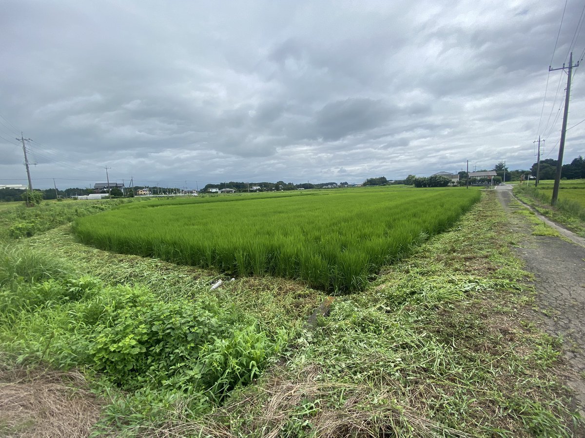 veltaro's tweet photo. 連日の草刈り❗️今年は草の伸びが早い🥵 https://t.co/TDHhj7uSKm