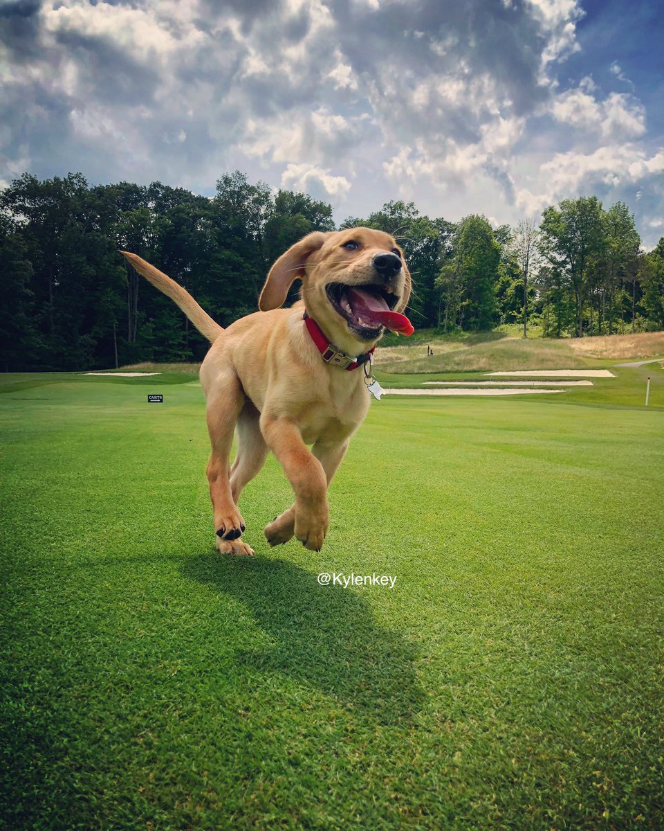 TheGCSNetwork's tweet photo. We have our finalists for the SN Dog Collar Giveaway! Finalists were selected by the most "likes" on your replies and one of our choice. The finalists are... @HarryLigule @mattgourlaycgcs @Ryan_n91 and @kylenkey. Photos are below. Poll coming soon... https://t.co/GomU0WpO4r