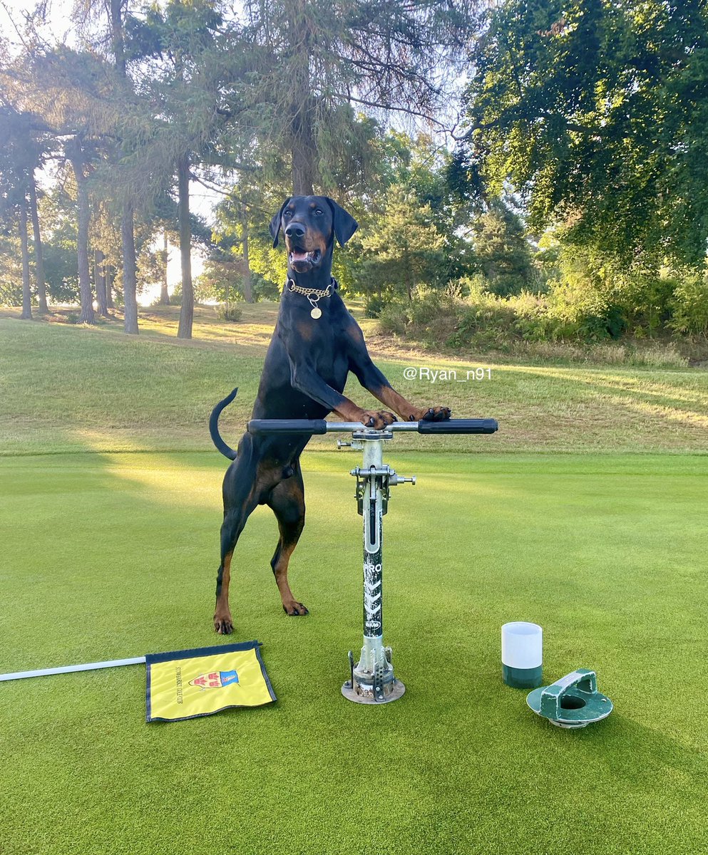 We have our finalists for the SN Dog Collar Giveaway! Finalists were selected by the most "likes" on your replies and one of our choice. The finalists are... <a href="/HarryLigule/">Paul Van Buren, MBA</a> <a href="/mattgourlaycgcs/">Matt Gourlay, CGCS, MG, AGS</a> <a href="/Ryan_n91/">Ryan Norman</a> and <a href="/kylenkey/">Kyle Lenkey</a>. Photos are below. Poll coming soon...