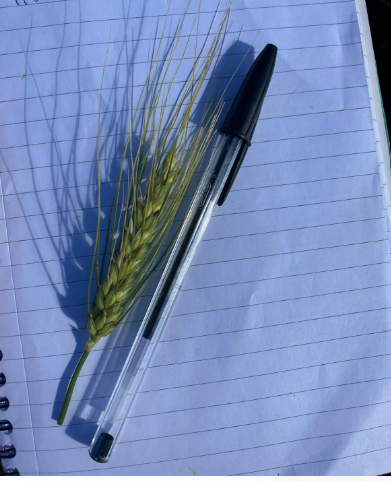 Argus Agriculture tweet media