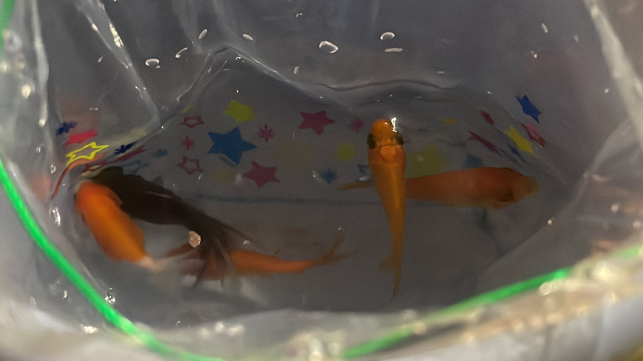 みれっぴ みれっぴの金魚飼育日記 5 7歳児に紛れて16歳児のみれっぴが金魚をいっぱいとったよ カルキ抜きしたよ お祭りの金魚は弱ってるから明日には減ってる覚悟で T Co Qzhn3mhcfl Twitter