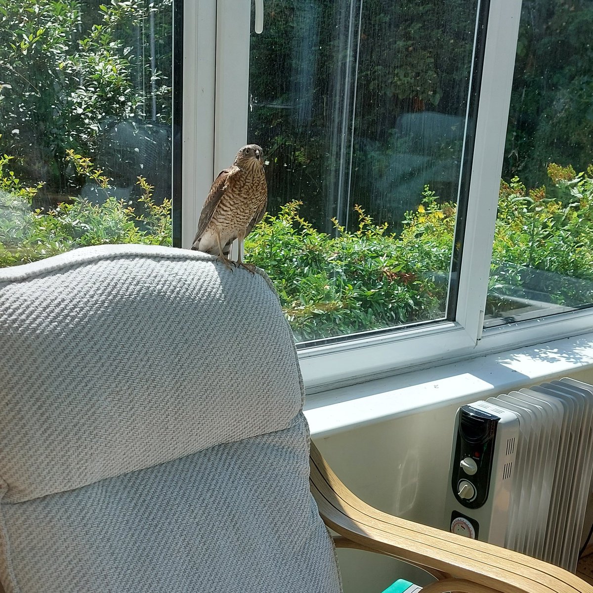 greenthingz's tweet photo. We've had the occasional pigeon and sparrow find their way into the conservatory, but this was a first!

Left it alone with the door open and it soon found its way out again. https://t.co/ixNVeJfimJ
