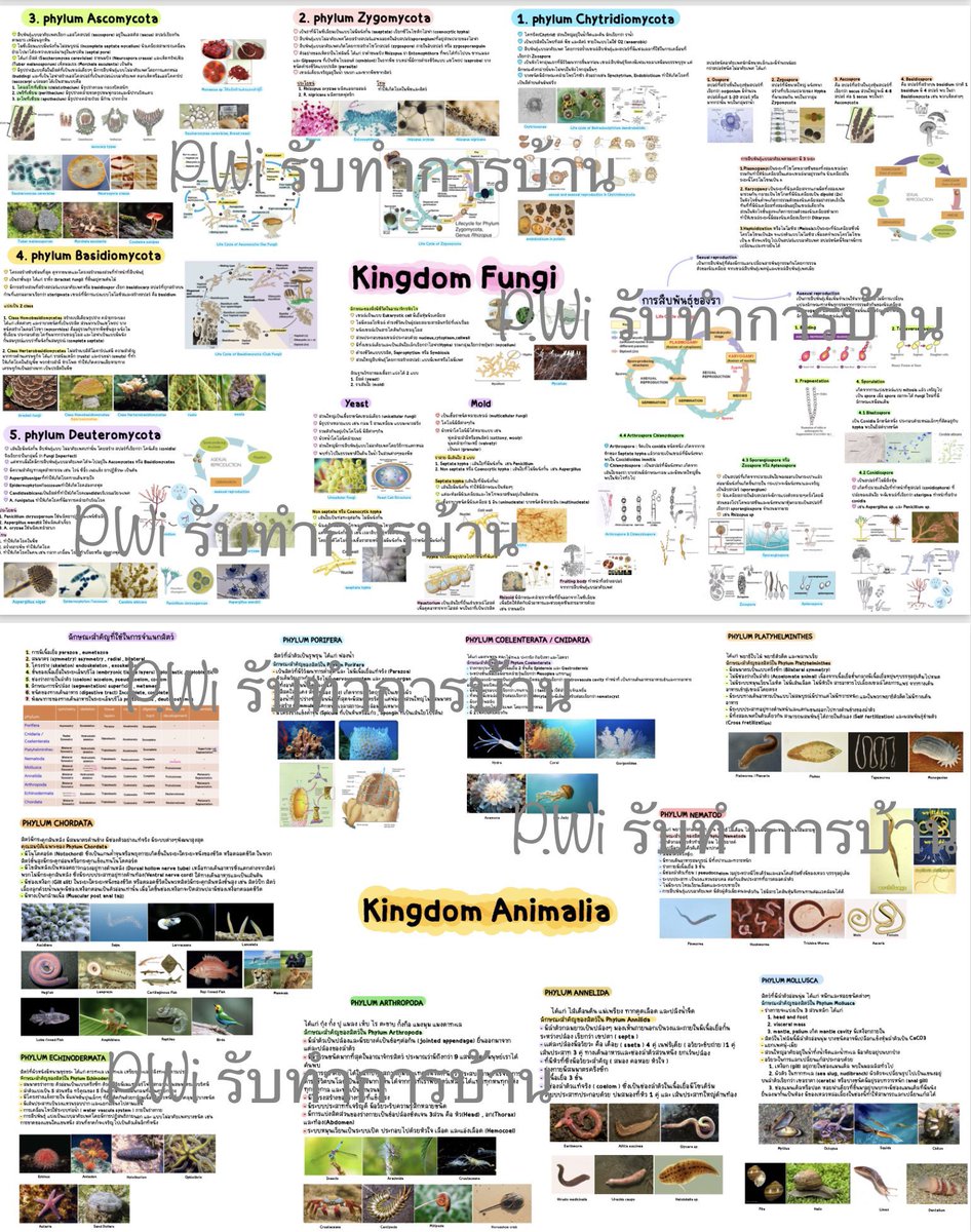 P.wi รับสอนพิเศษ รับทำการบ้าน tweet media