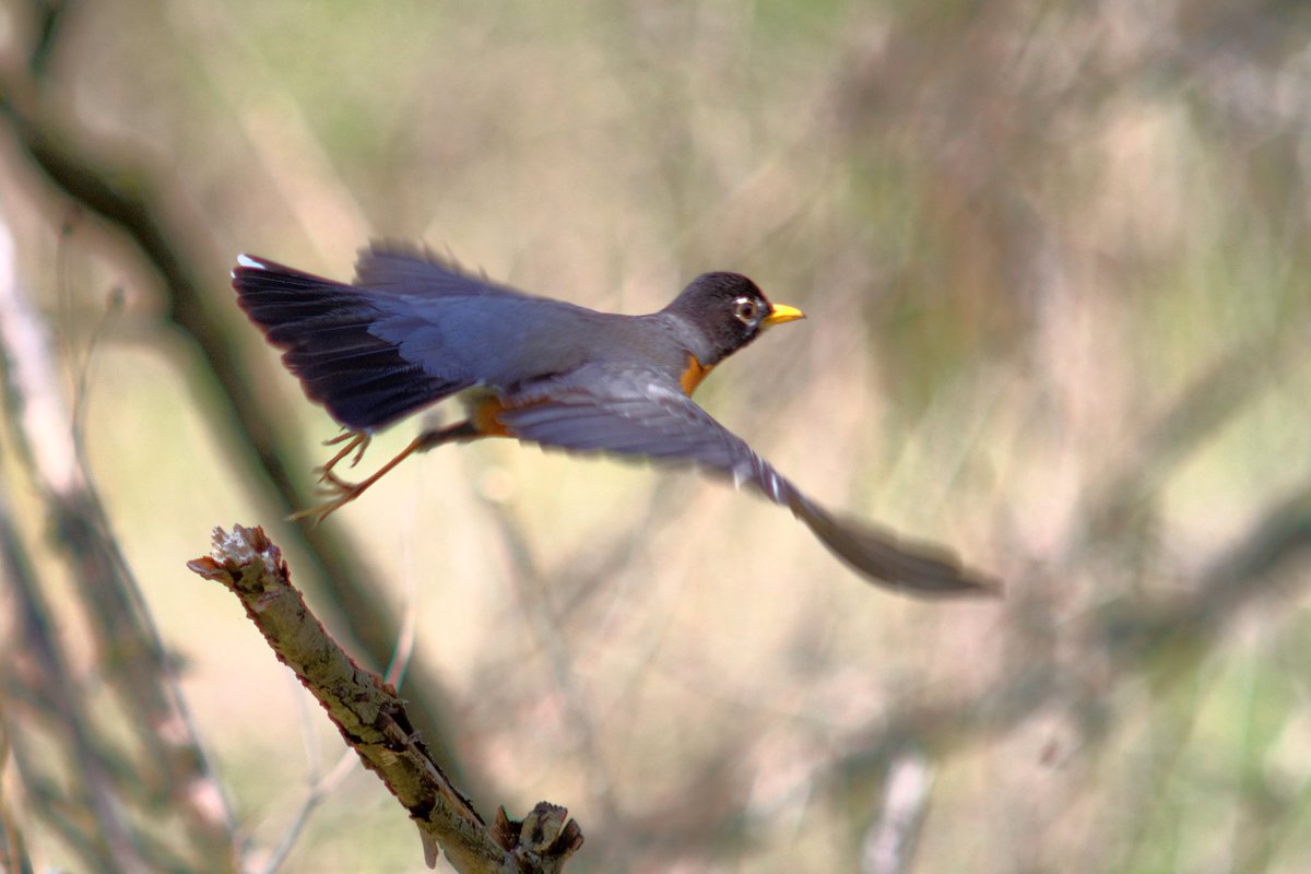 One of my favorite shots. The moment after launch. #birds #wildlifephotography #photographer #nature #fujifilm