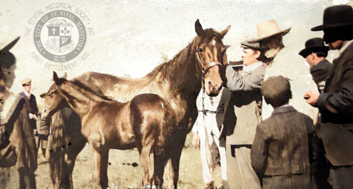 This photo from the St. Vital Museum archives shows 2 horses being judged at the 1909 St. Vital Ag Fair. Back then, horses were not just for show - that's how people got around! Did you ever own or ride horses? #stvitalmuseum #stvital #museum #archives #winnipeg #manitoba