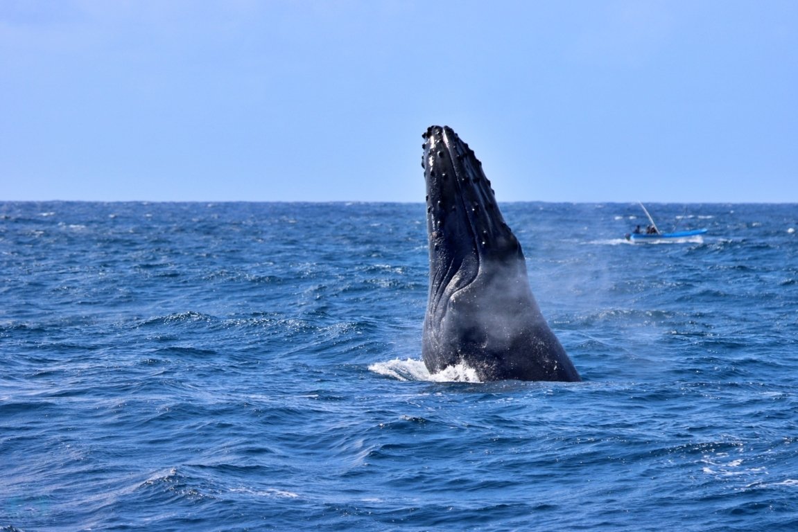 MGilleyM's tweet photo. Me holding my head high today. When I said see you Monday, I lied, #SaturdayVibes are just getting on π₯π₯. We started the day with a splash, then 2 whales and finally 9+ humpback whales.. am just inlove with this shot... 1/4 https://t.co/DxikkHNMeS