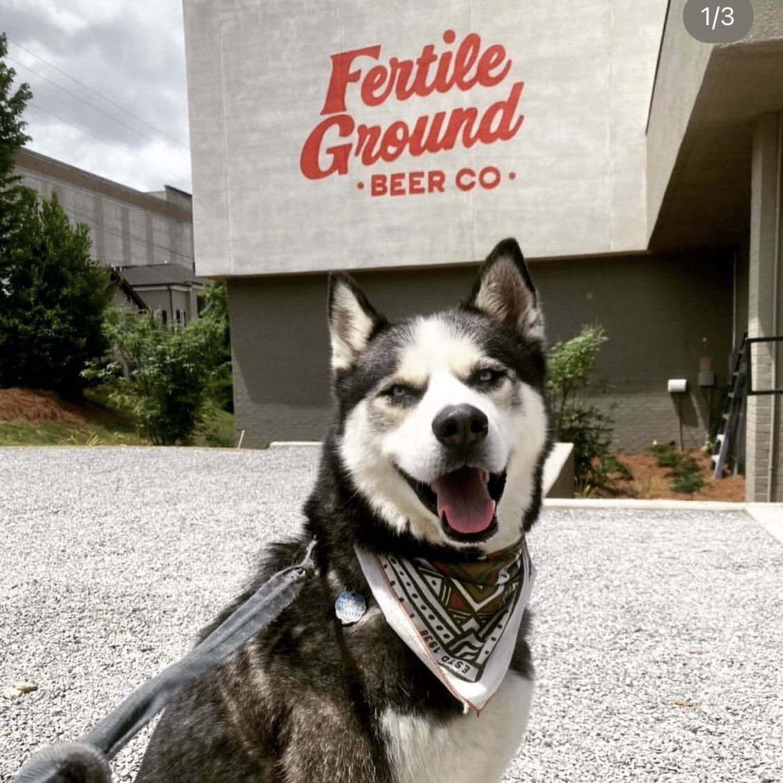 We love our 4-legged patio pups! The brewery offers plenty of space for you and your furry friends on our turfed and shaded patio area just outside the taproom, complete with water bowls for your thirsty pup! Sorry, taproom traffic is currently limited to two-legged patrons.