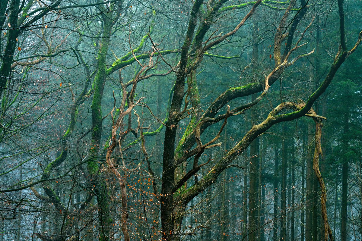 🟢 #TreeTrunk #Growth #Nature #Branch #Tree #Tranquility #Forest #Outdoors #Green #landscape #landscapephography #lanscape_captures #fog #fog_captures #fog_brilliance #forest #forest_captures
