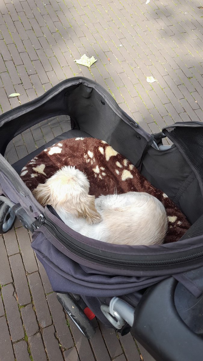 Going for a walk with my dog. And yes I am that kind off dog mom who walks with her old dog in a dog stroller