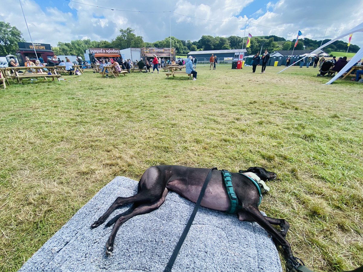BrownBeca's tweet photo. Nel yn @eisteddfod Tregaron - y cyffro yn ormod! #milgimilgi #greyhoundsoftwitter #rescuegreyhound #bangreyhoundracing https://t.co/hhWlUGjZ2X