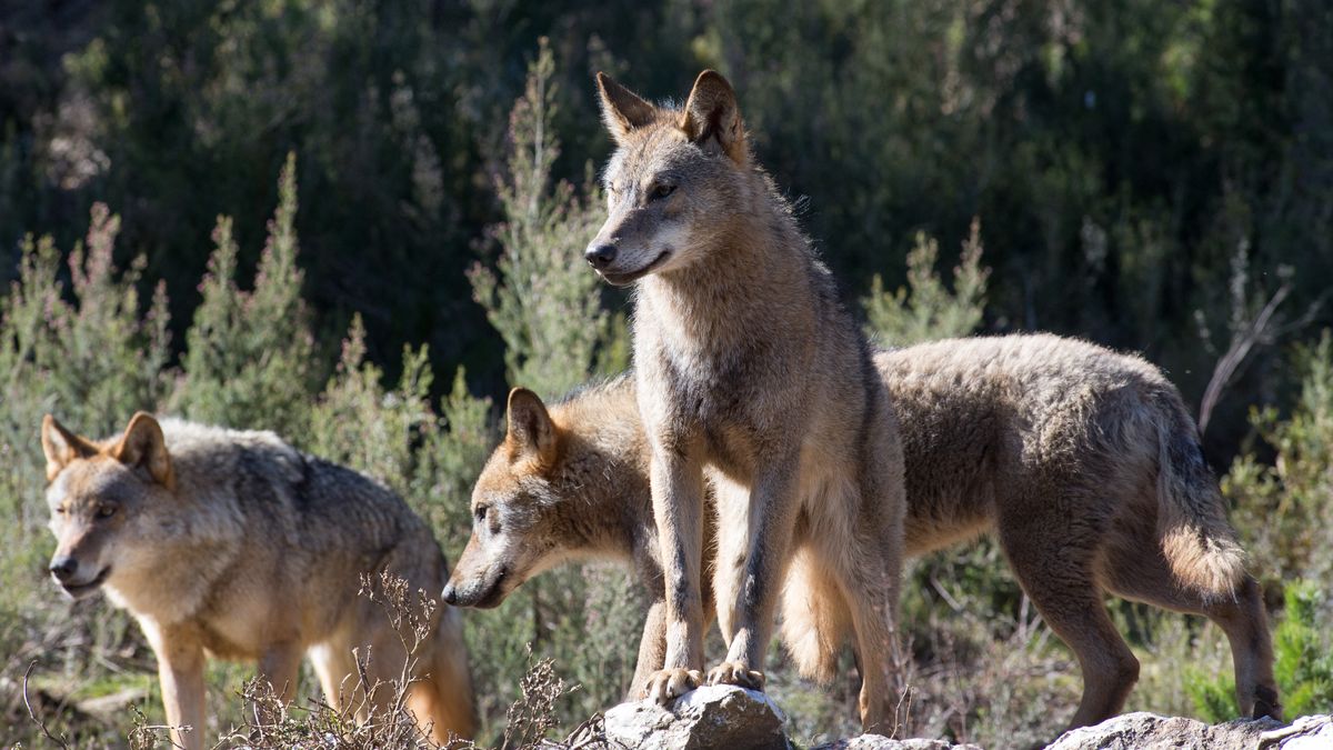 cronicasdefauna's tweet photo. Y, para finalizar, lanzo una pregunta. Si ganaderos, agricultores y cazadores afirman que saben más de animales que los científicos que los estudian...¿cómo es que ignoran todo lo que he expuesto en este hilo?
¿Ein? 
FIN https://t.co/qSS2qil3g6