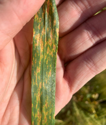 Argus Agriculture tweet media