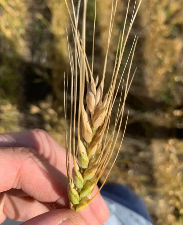 Argus Agriculture tweet media
