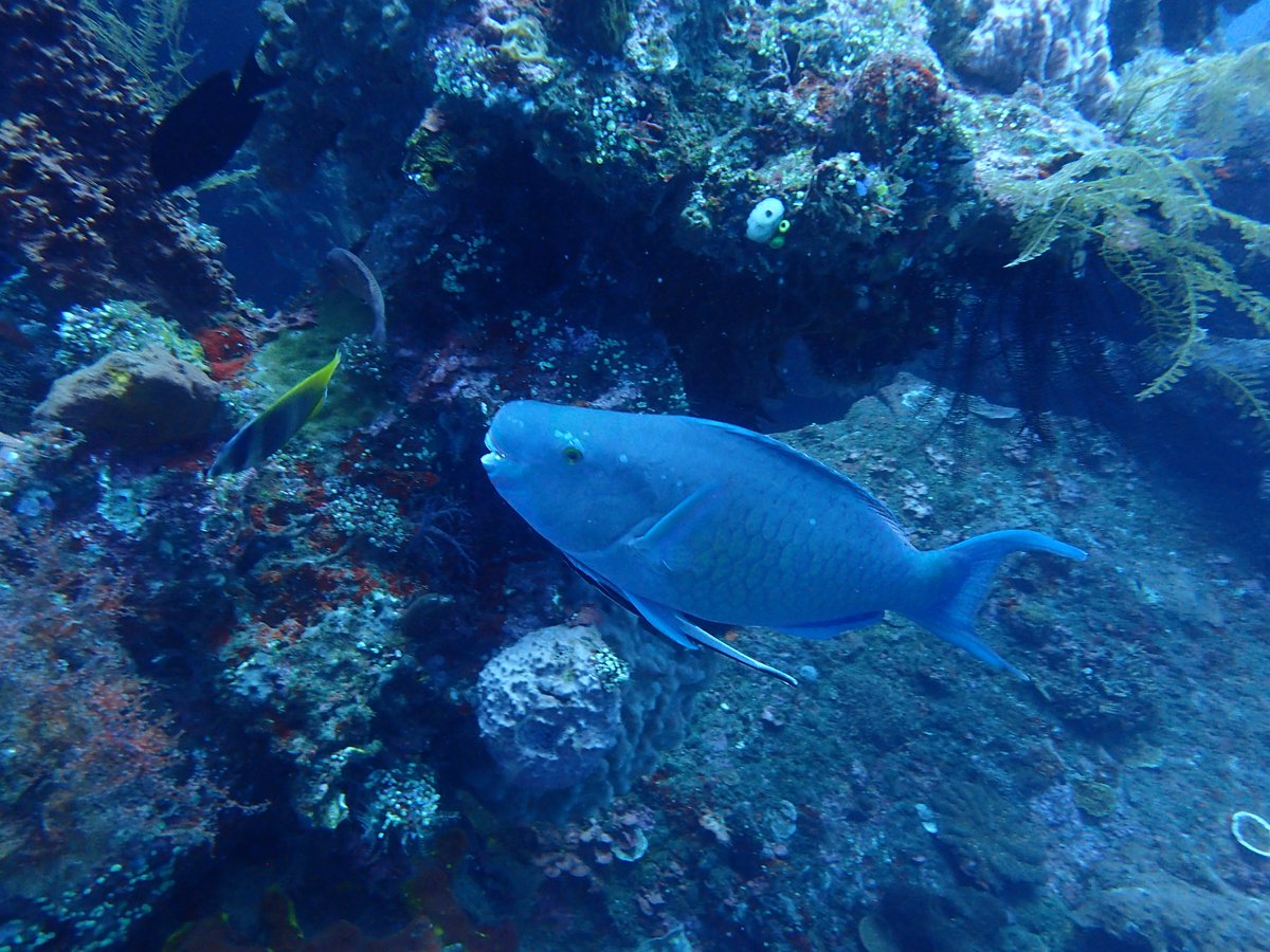 enadive's tweet photo. Come and dive with us https://t.co/HnQv5WaDgS #scubadiving #scuba #scubadivetrip #wreckdive #enadive #padidiver #snorkelingtrip #snorkeling #divingcourses https://t.co/F0yi894kz9