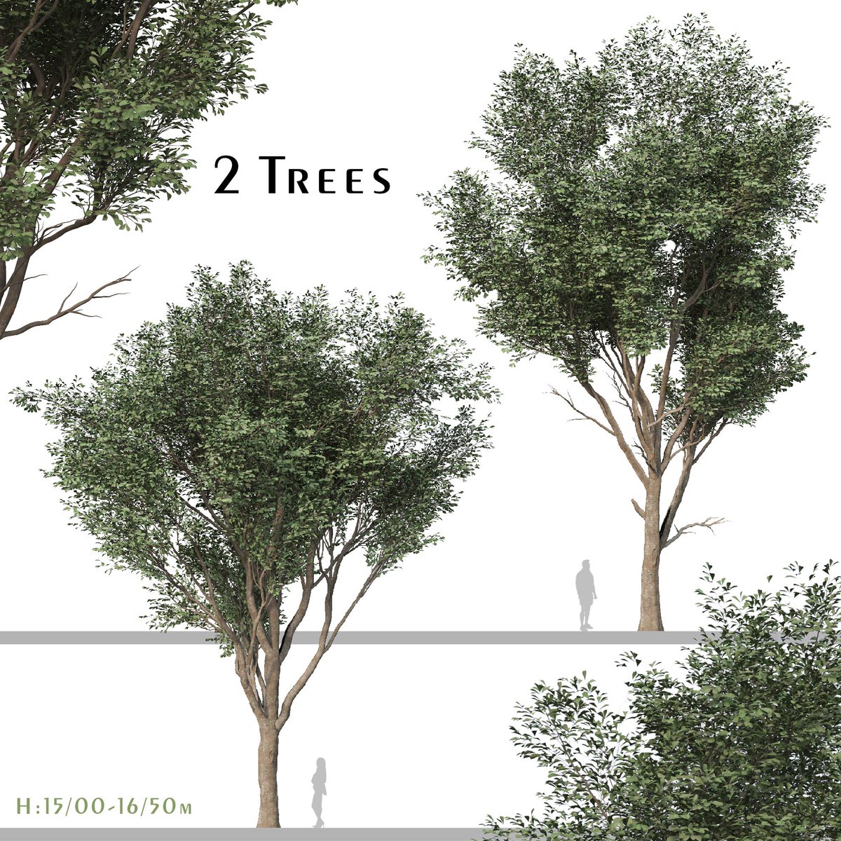 moonikoffice's tweet photo. Set of Fraxinus Rhynchophylla Tree (Manna Ash) ( 3Ds MAX - Blender - Cinema4D - FBX )
A deciduous, very leafy tree, from 50 to 65 ft high, forming a dense rounded head of branches; buds rough, grey; young shoots ordinarily without down. Leaves 5 or 8 in.
https://t.co/NLZRPQtlyy https://t.co/5qBkuNxeuL