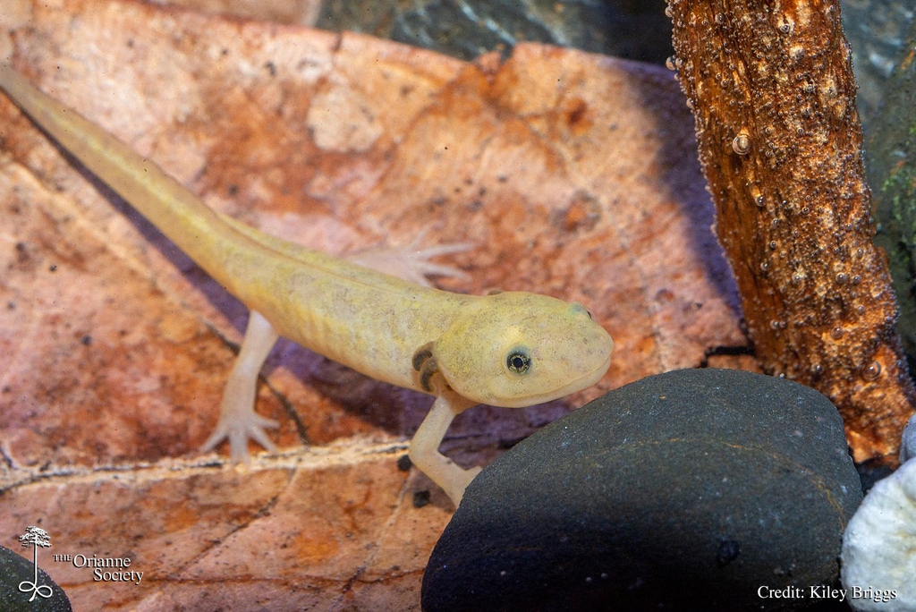 OrianneSociety's tweet photo. Kiley recently found this hypomelanistic larval Spotted Salamander. Although rarely observed in the wild, #SpottedSalamanders and similar species seem to survive pretty well with color abnormalities, possibly due to their underground and nocturnal habits.
#amphibians #herps https://t.co/y85RNfkm6x