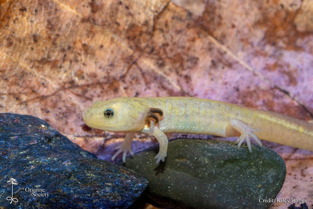 OrianneSociety's tweet photo. Kiley recently found this hypomelanistic larval Spotted Salamander. Although rarely observed in the wild, #SpottedSalamanders and similar species seem to survive pretty well with color abnormalities, possibly due to their underground and nocturnal habits.
#amphibians #herps https://t.co/y85RNfkm6x