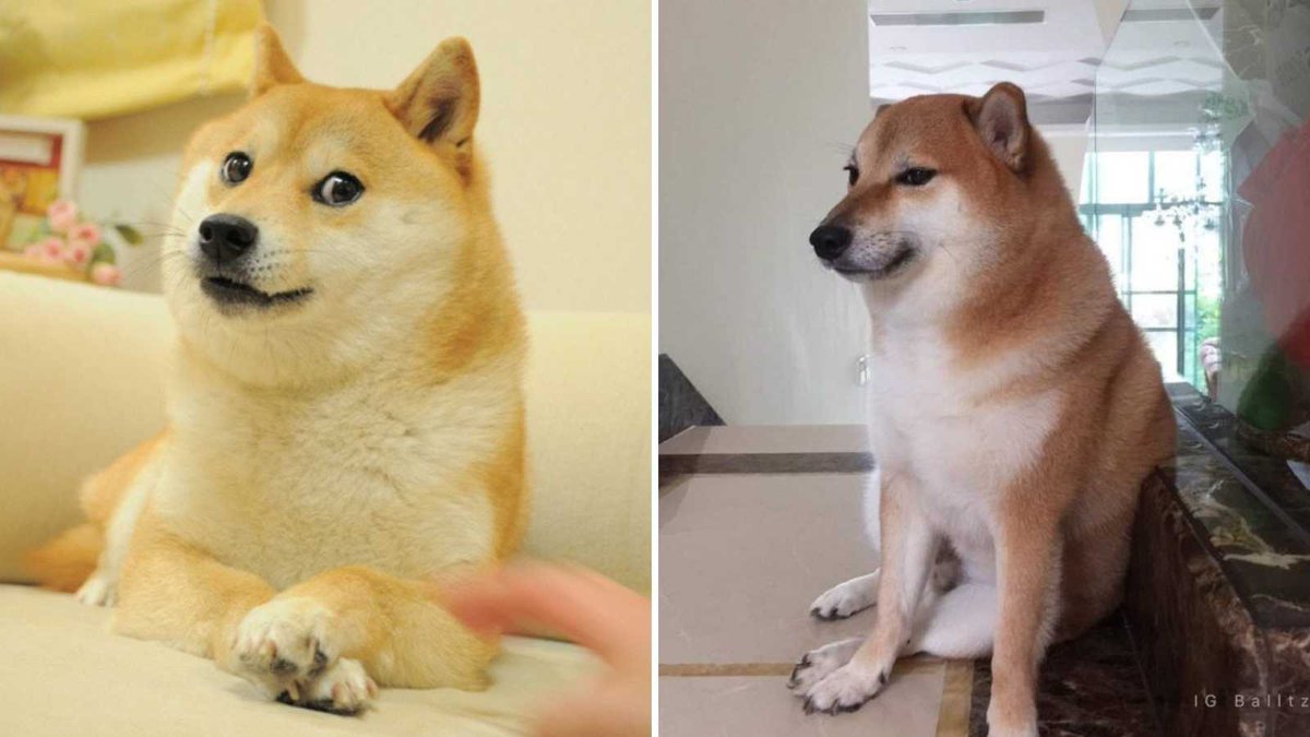 DoggoLeague's tweet photo. HISTORIAS GUAU 🐶

Existe una sana rivalidad en la categoría inferior de Doggo. 

Los dos memes perrunos por excelencia, Doge y Cheems, cuentan con sus equipos oficiales en nuestra nación. https://t.co/IvXHptx6kx