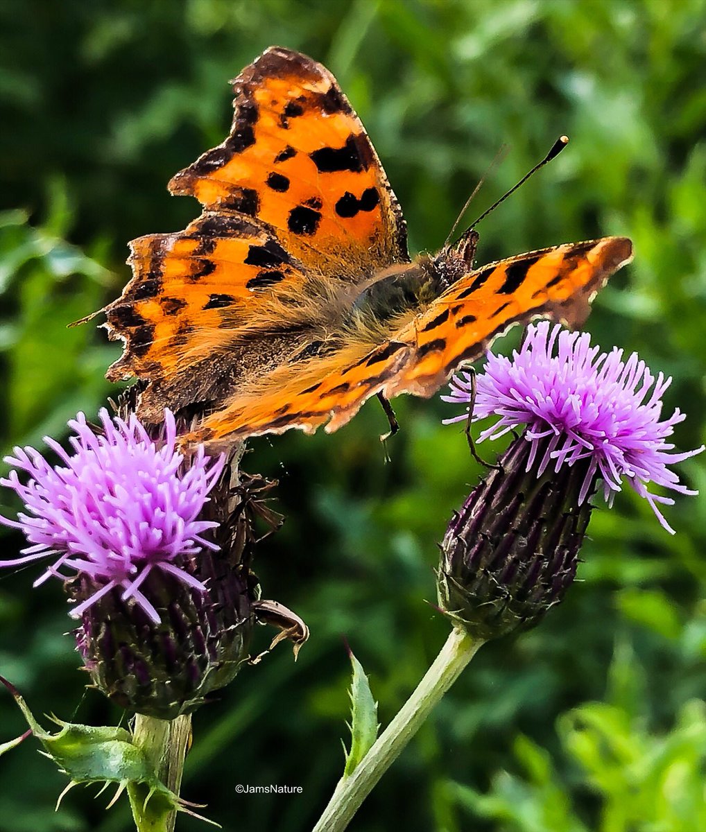 A very beautiful Comma #ButterflyCount @savebutterflies