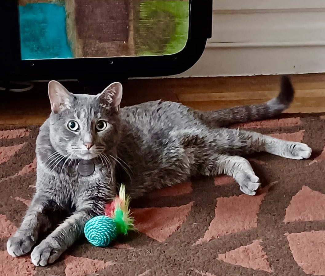 okshila's tweet photo. @BrittanyBabc7 Benji and his toy https://t.co/tB7qjndPAW