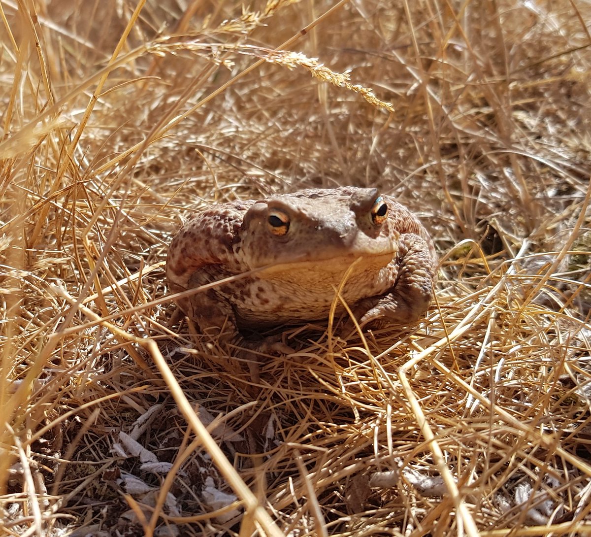 threadblogs's tweet image. Mind where you step in #bushypark  @theroyalparks, great wildlife everywhere, some well hidden
