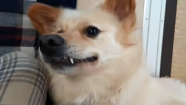 犬面白い Recherche Twitter Twitter