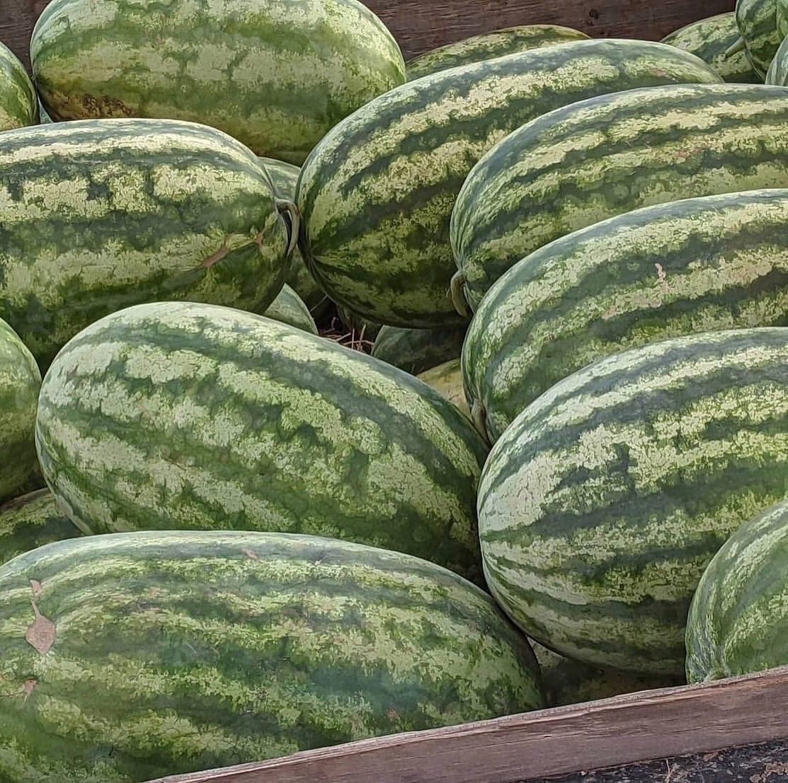 It’s going to be a perfect morning to shop for the very best in local food goodness! Come see us at Whittier Square from 7-11 am 🧑🏼‍🌾🚜🍉