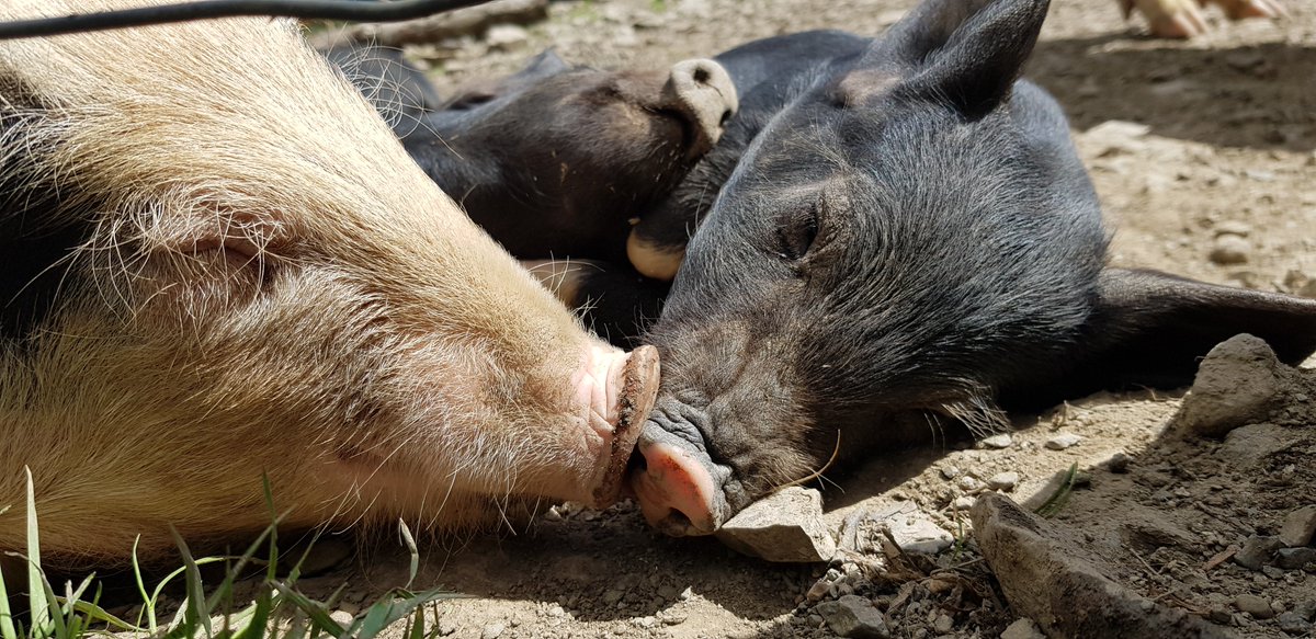 threadblogs's tweet image. Great hols at #redkitebarn @chillderness.