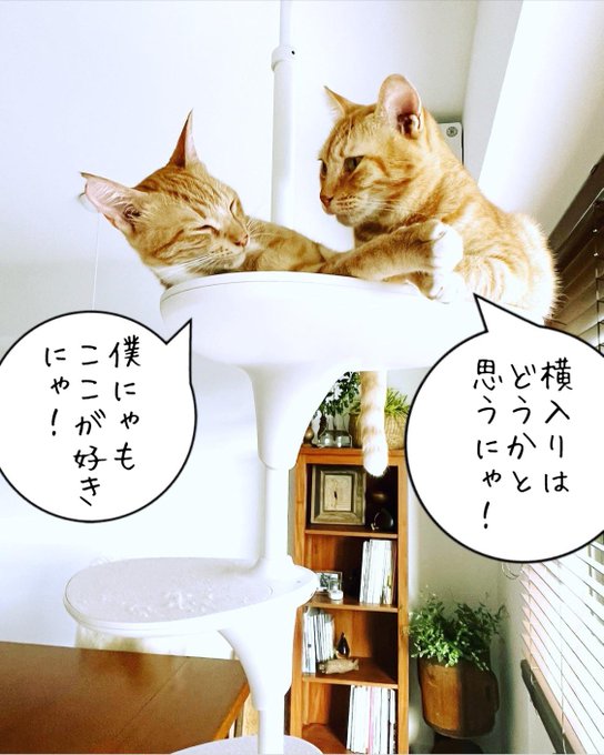 92%OFF!】 ERI様♡おまとめ猫ちゃん 3点 nascd.edu.bd