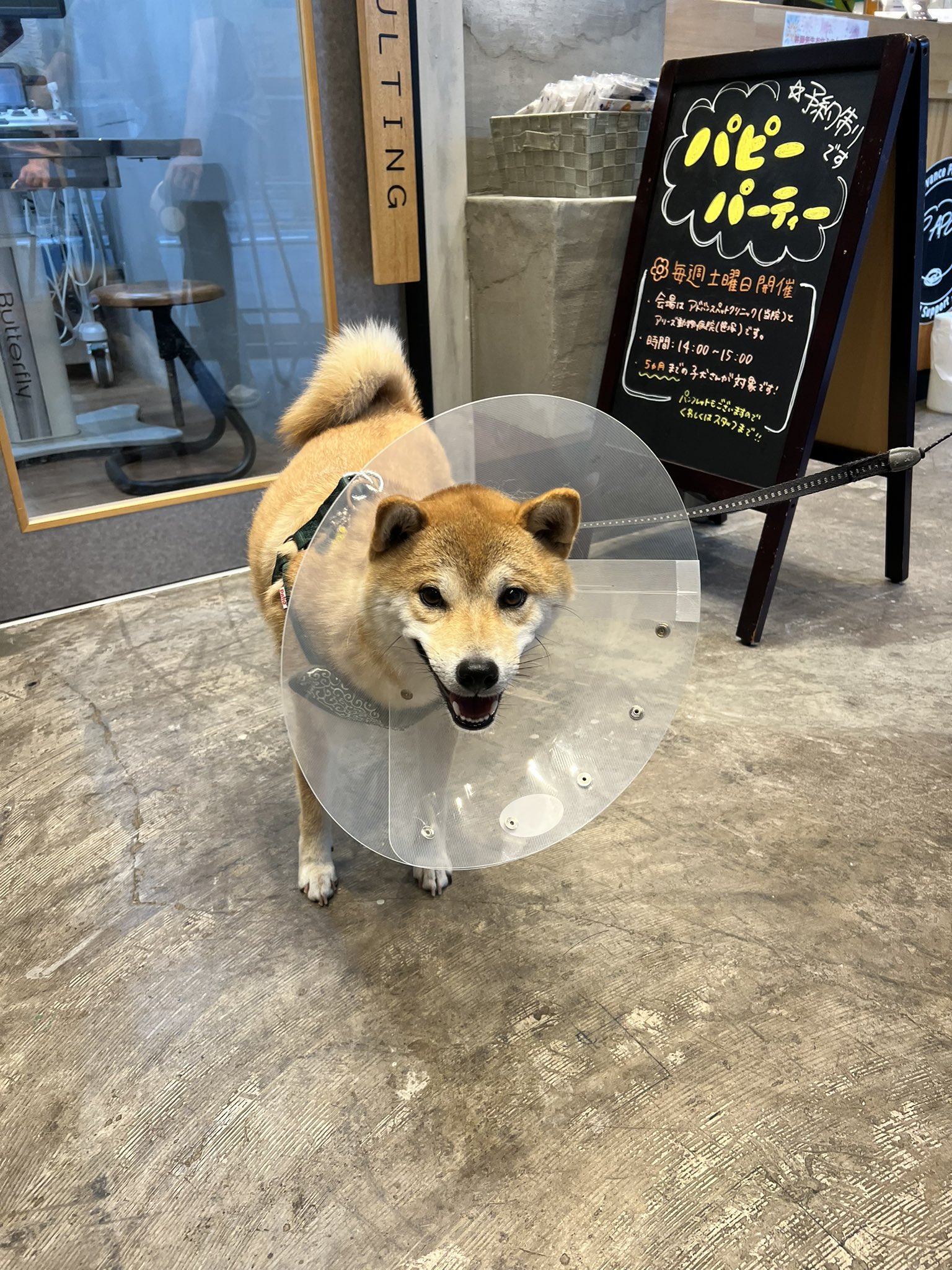 Why Does My Dog Bring Me My Shoe