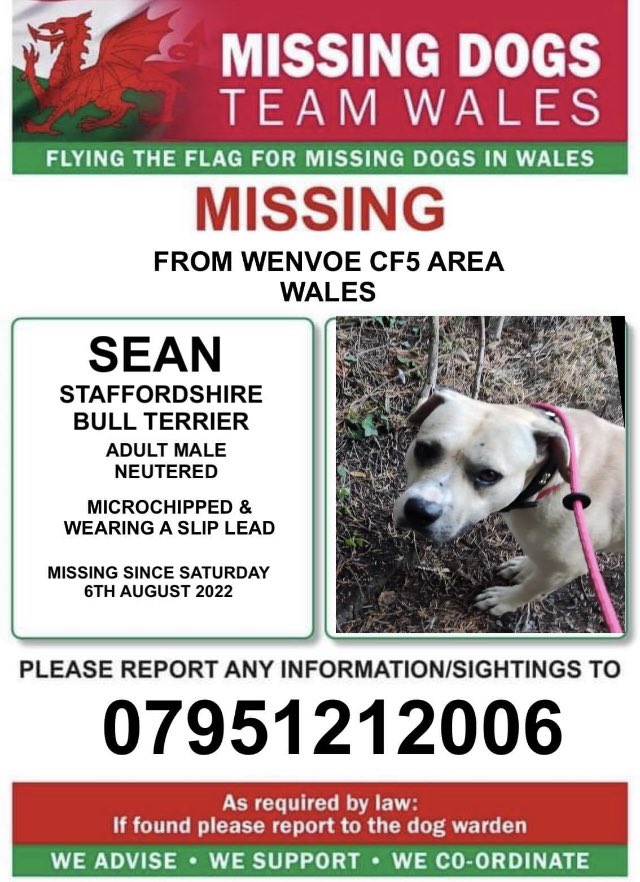 ❗️❗️ SEAN ❗️❗️

💥 SPOOKED AND RAN FROM HOME IN WENVOE CF5 AREA

💥 MISSING SINCE SATURDAY 6TH AUGUST 2022

💥 WEARING A SLIP LEAD

💥 DO NOT ATTEMPT TO CATCH OR CHASE

💥 REPORT ANY SIGHTINGS OR INFORMATION TO THE NUMBER ON THE POSTER