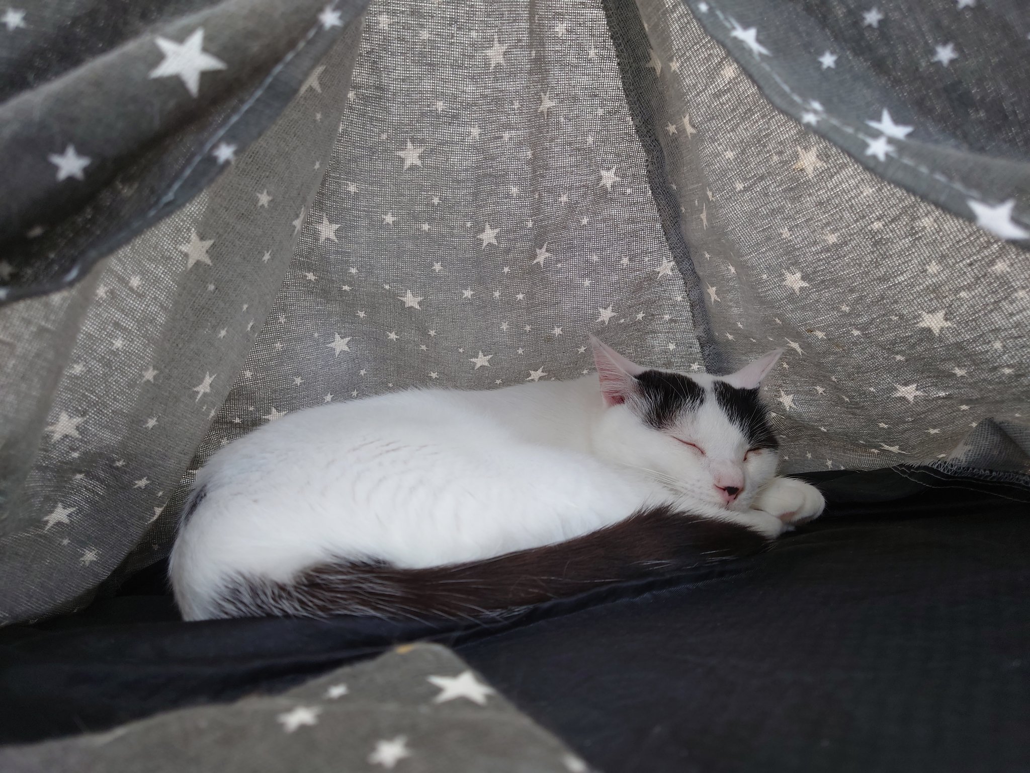 保護猫カフェ 猫ホテル ねこんチ Nekonchi Twitter