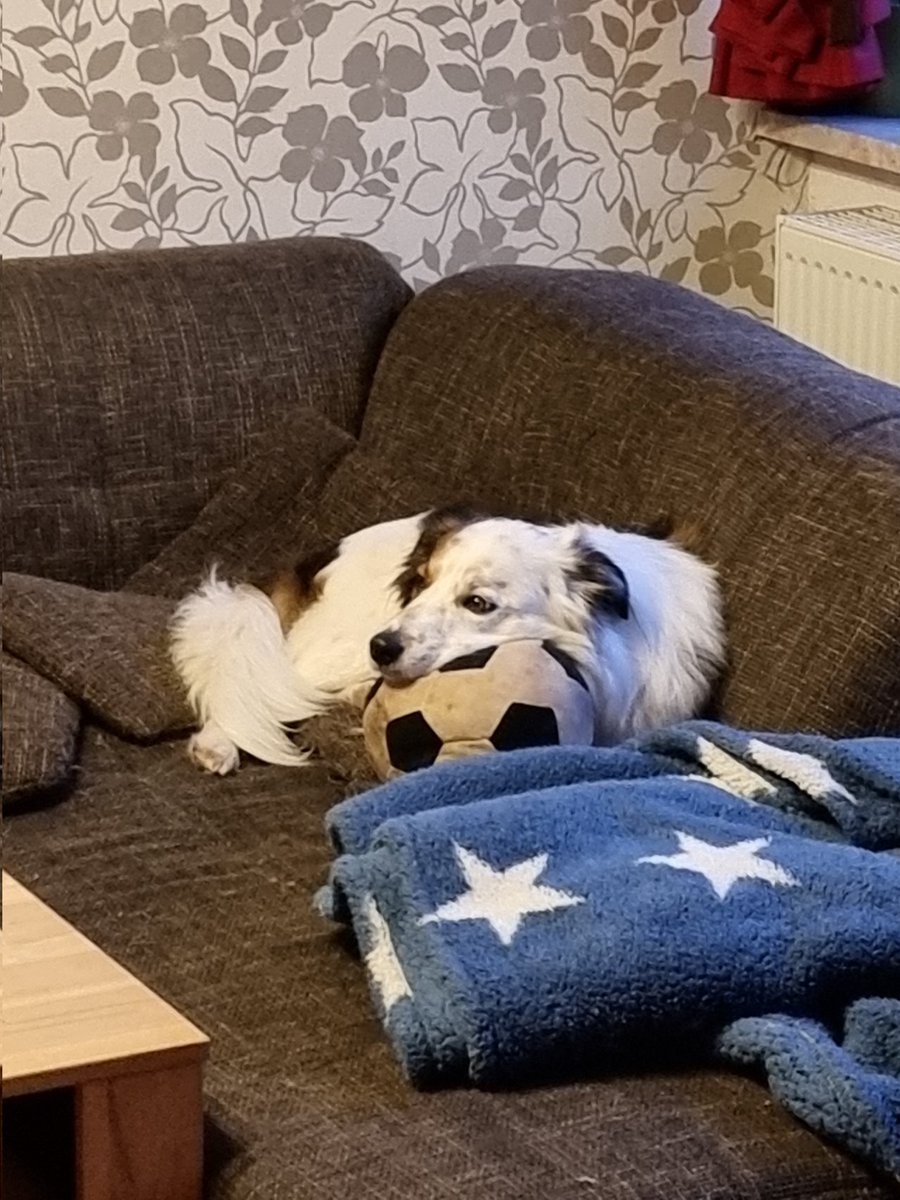 FinlayWorld's tweet image. Guten Morgen ihr alle. Heute wird erstmal auf der Couch entspannt, solange wie sie noch da ist. Und natürlich darf der Lieblingsball nicht fehlen 😁

#twitterrudel #dogsoftwitter