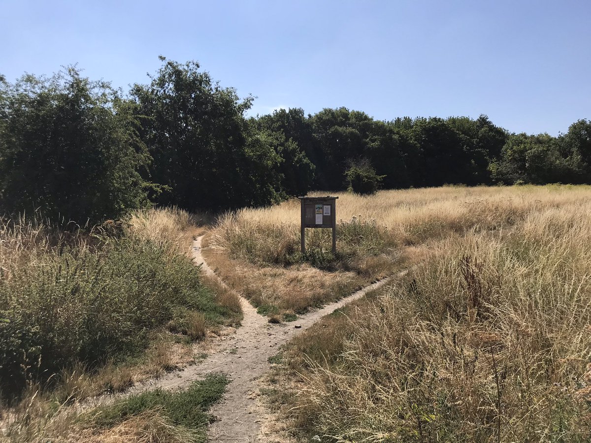 ianrowbo's tweet photo. Not sure if itโs by accident or design, but Iโm loving the #rewilding up at #BansteadCommons #Nature #chalkgrassland #northdowns #Surrey https://t.co/huG4gSUKQf