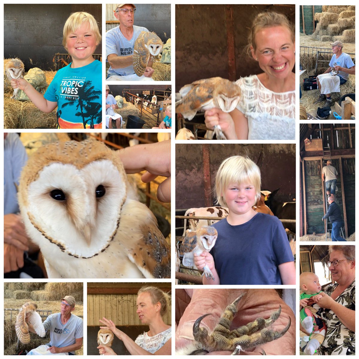 Vanmorgen zijn de 3 jonge #kerkuilen , die geboren zijn op de boerderij van Familie Al, geringd. En wij mochten kijken!

Volgens de mannen van de #Uilenwacht zijn ze tussen de 50-60 dagen oud. Er waren nog een paar donshaartjes te zien, en zijn dus bijna volwassen.