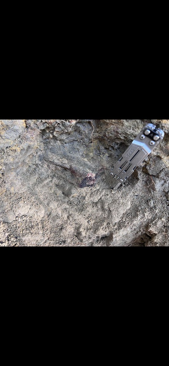 Robert Anemone tweet media