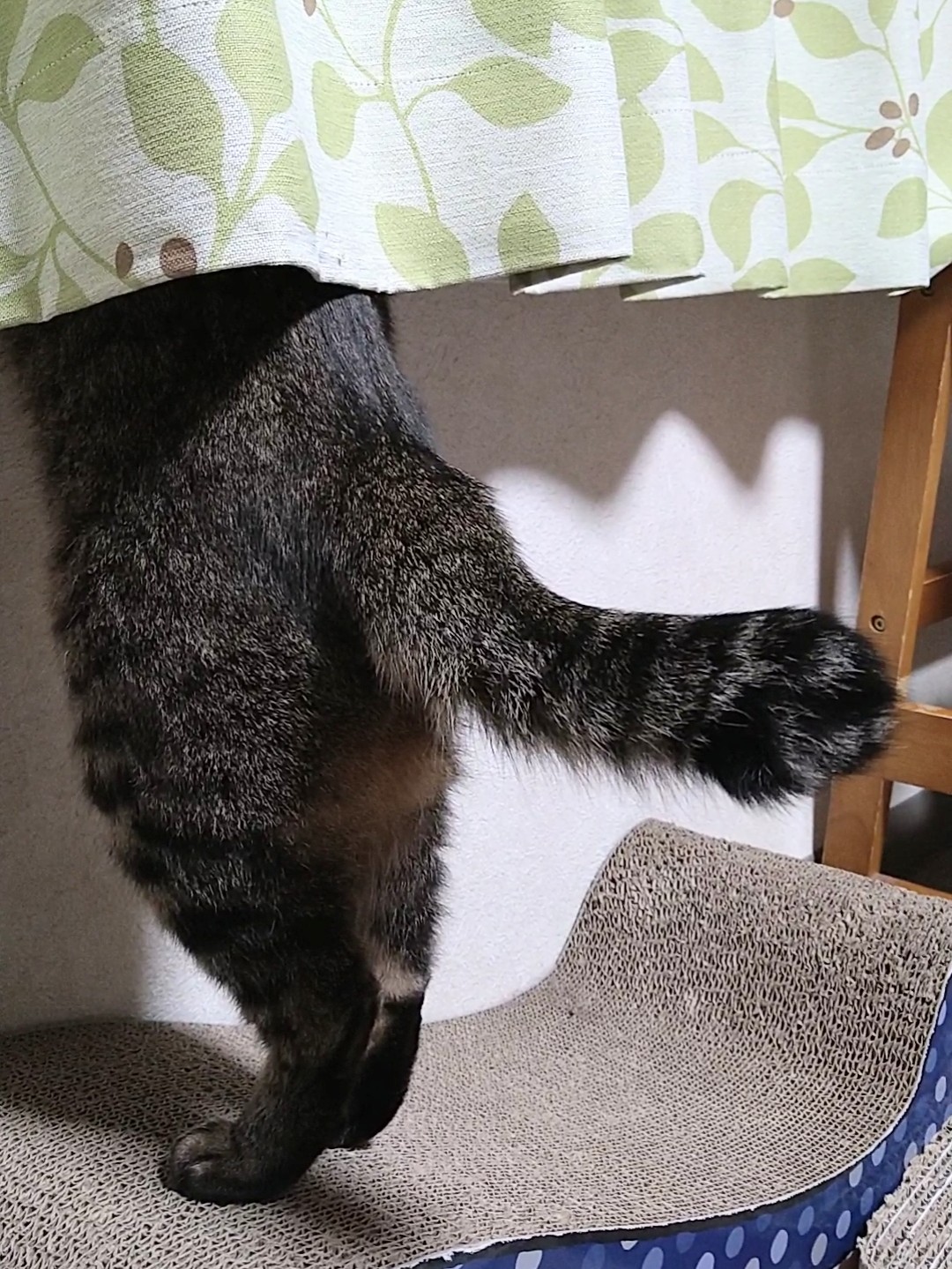 のすけ母 自称 日本一しっぽを振る猫 ともなると しっぽの存在感がハンパない ねこ 猫 猫好きさんと繋がりたい 自称日本一しっぽを振る猫 リンシッポポ T Co Ahtddso7sc Twitter