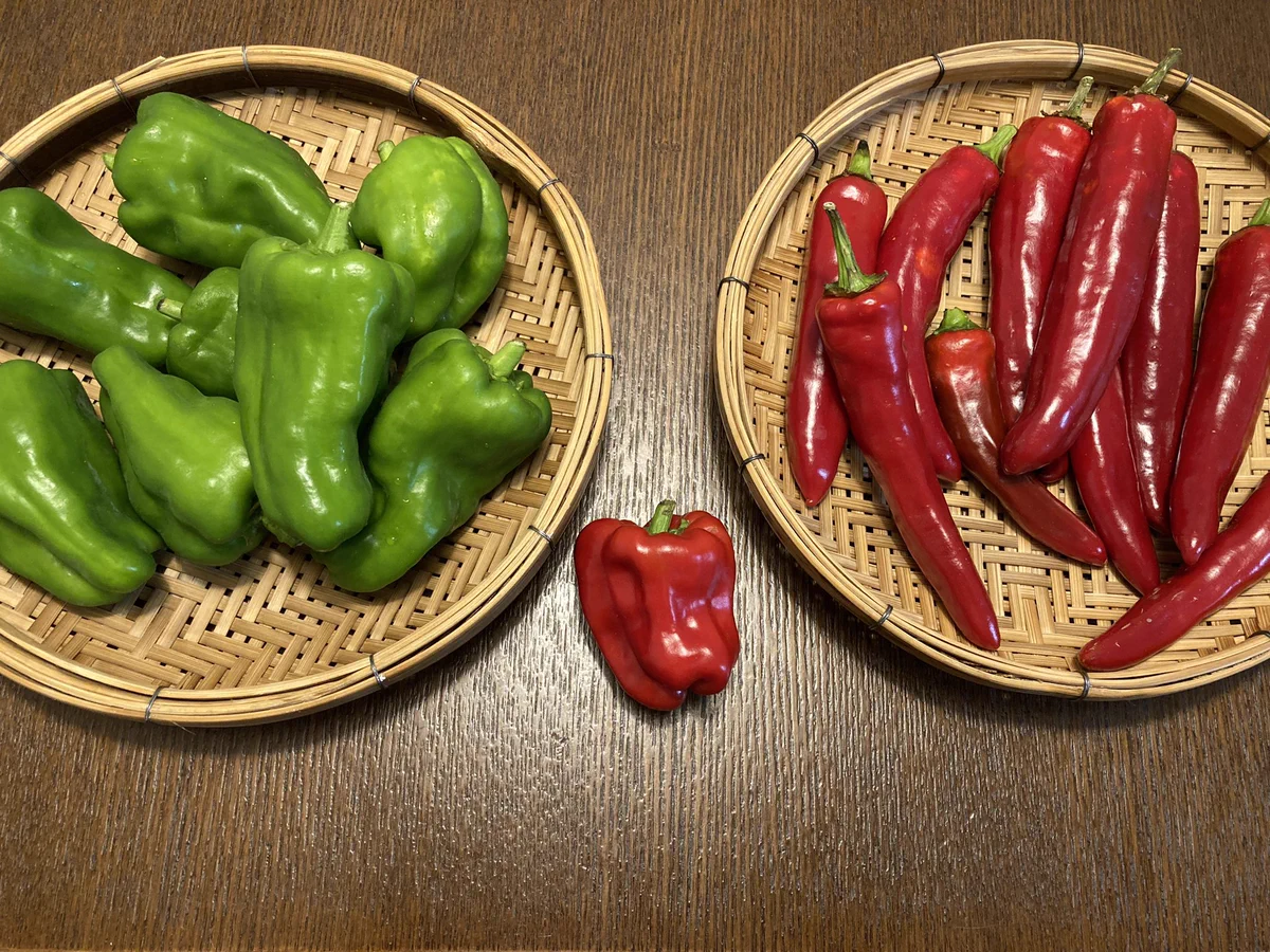 お家の菜園で不倫騒動・・？見覚えのない『子供』が誕生していた