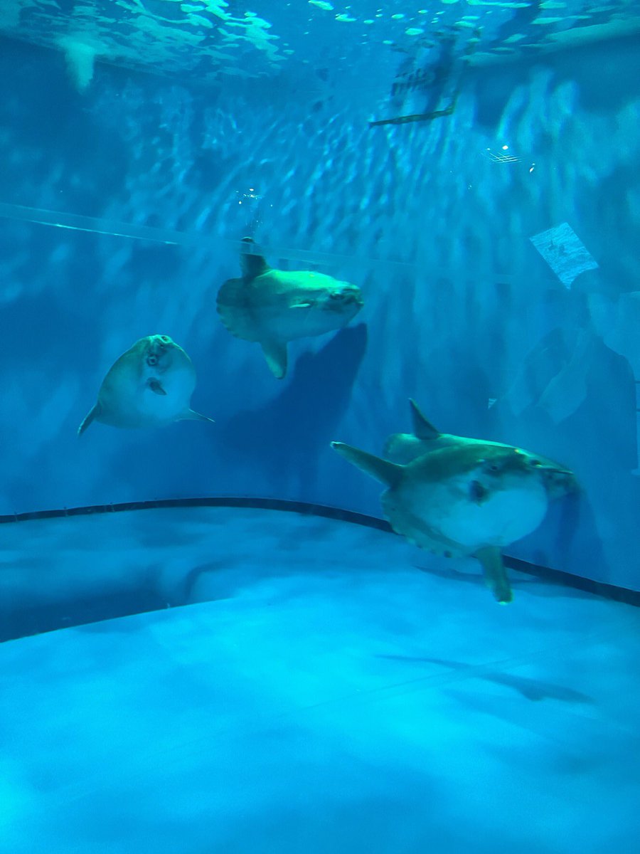 140マンボウ
(ご提供写真) https://t.co/bObCsoYKsw