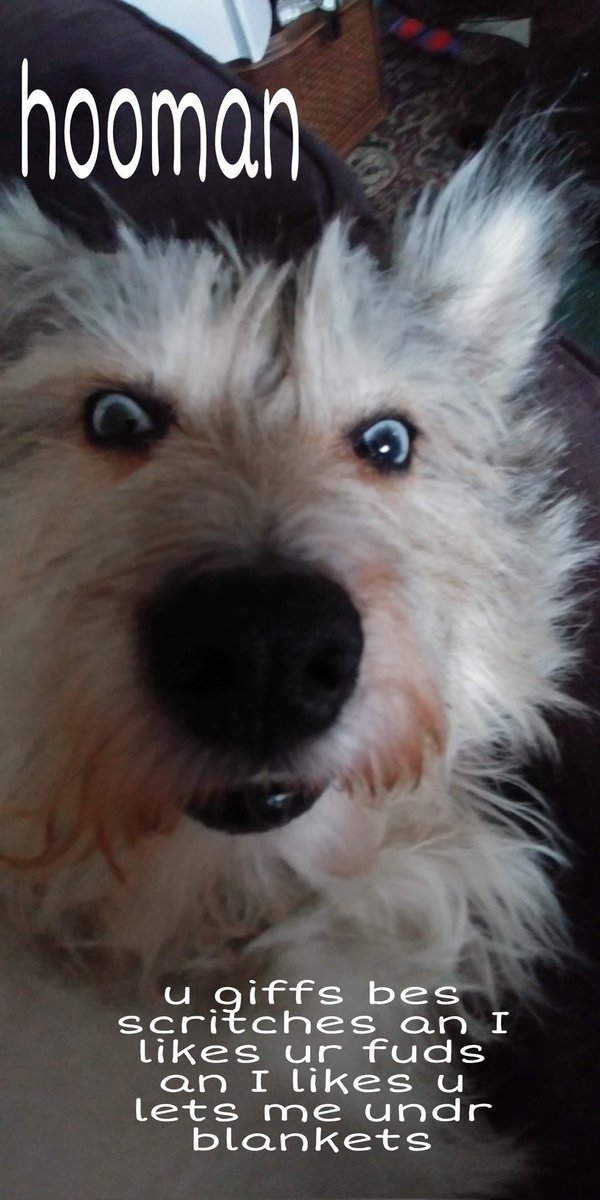 RogueTheDoggo's tweet photo. Hooman... https://t.co/z2MtjGRaLn