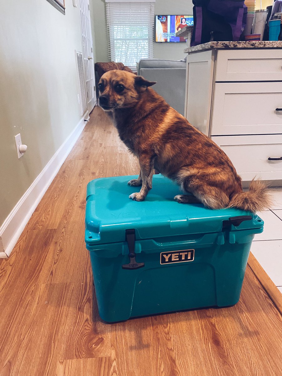 AlexisLinn13's tweet photo. Someone wanted to tag along with our cooler🤍 @YETICoolers https://t.co/nbrMazQXd6