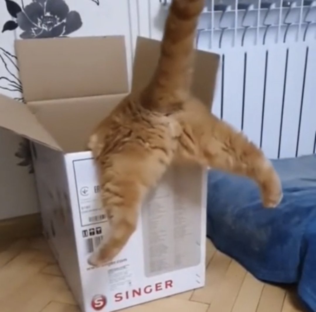 MorteDivine's tweet photo. When cats miss their jump, but only halfway, so their back legs do the thing https://t.co/5kvZGGDks1
