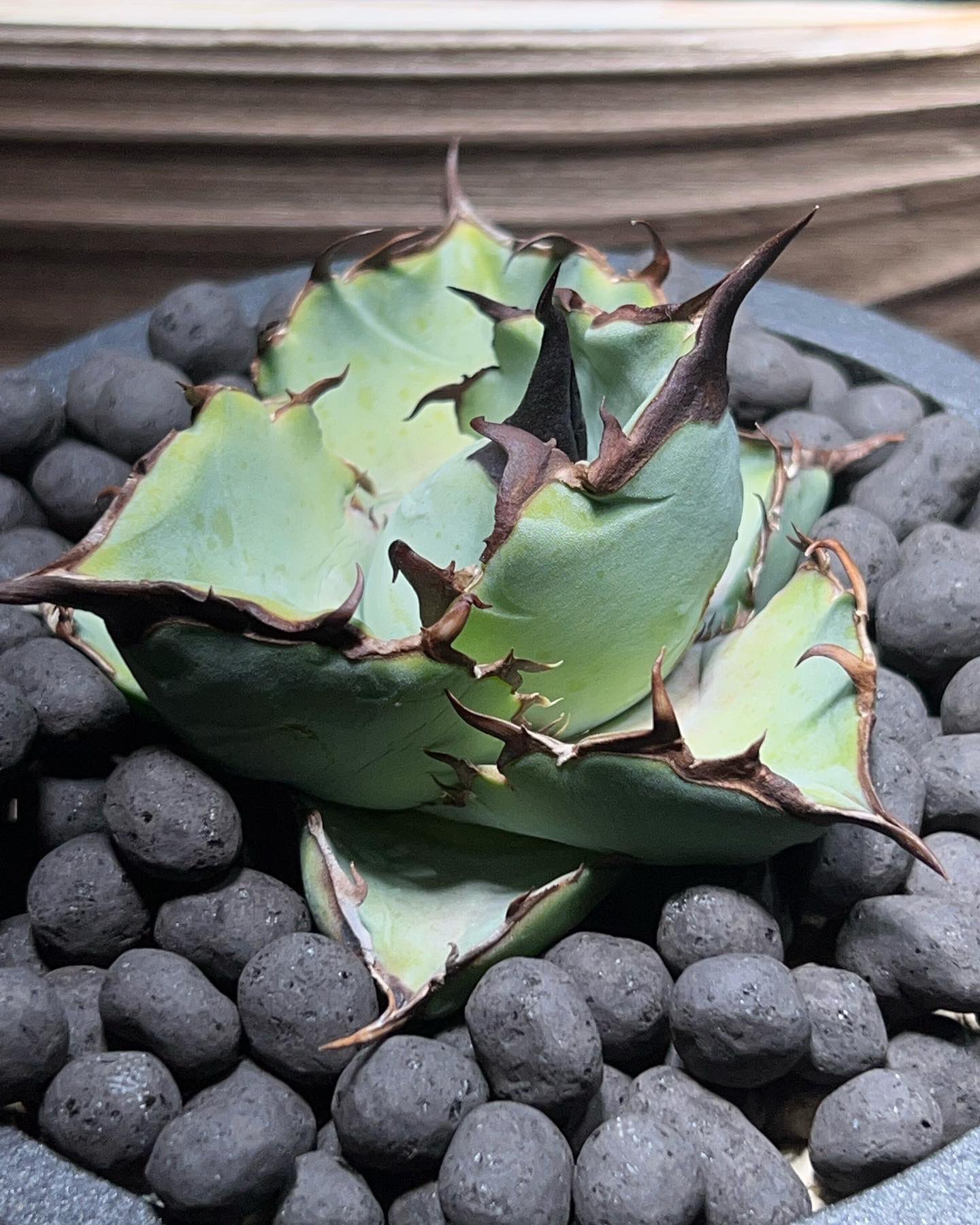 アガベ チタノタ dennisB05 子株 青犀牛 アガベ 青犀牛