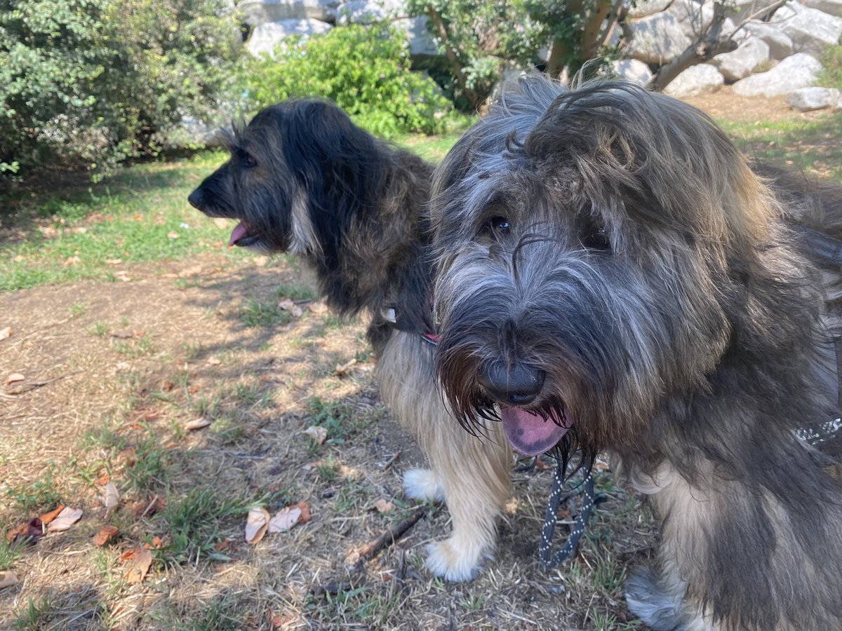 senyortro's tweet photo. De passeig amb la mama #Baldufa https://t.co/TnDTIaqllA