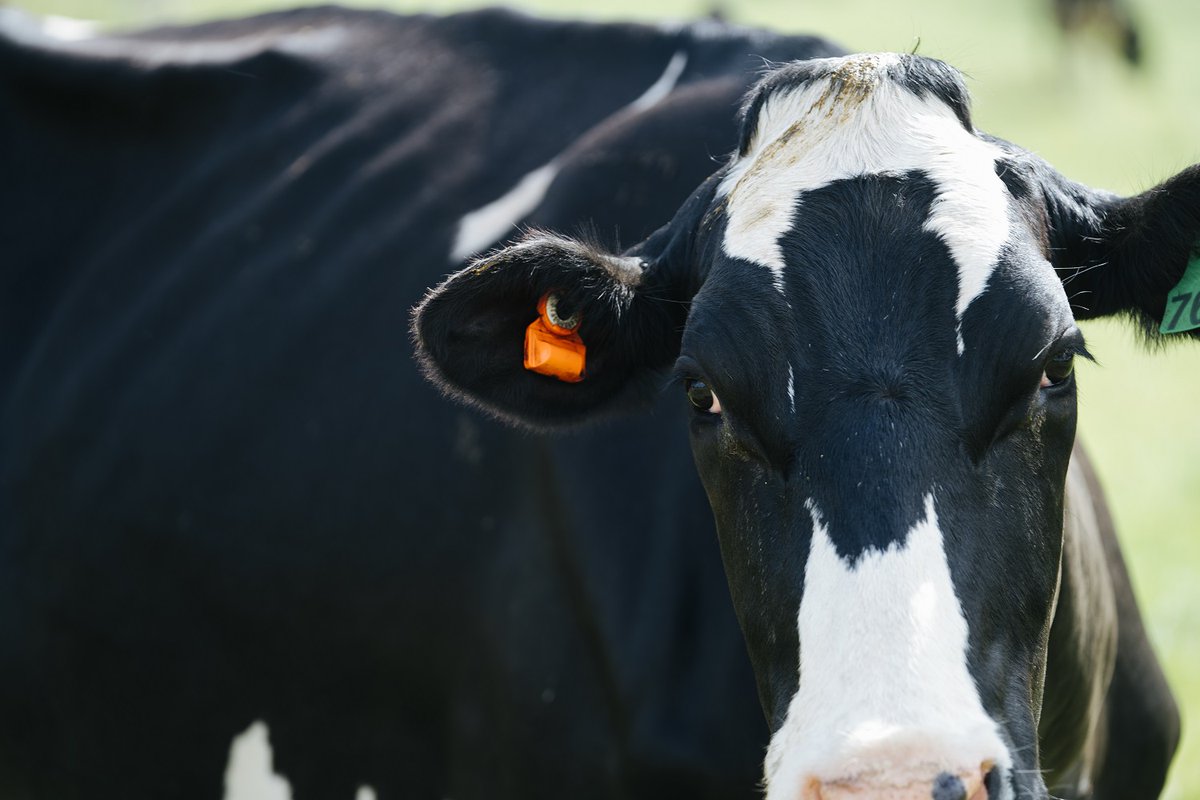 CowManager's tweet photo. #CowManager’s unique #eartemperature measurement combined with behavior data is the perfect indicator for health issues. Indicating an ear temperature drop prior to any change in behavior leads to 1-2 days earlier health alerts before the cow is clinically sick. 🌡🐮 https://t.co/HzxRq8wUMT