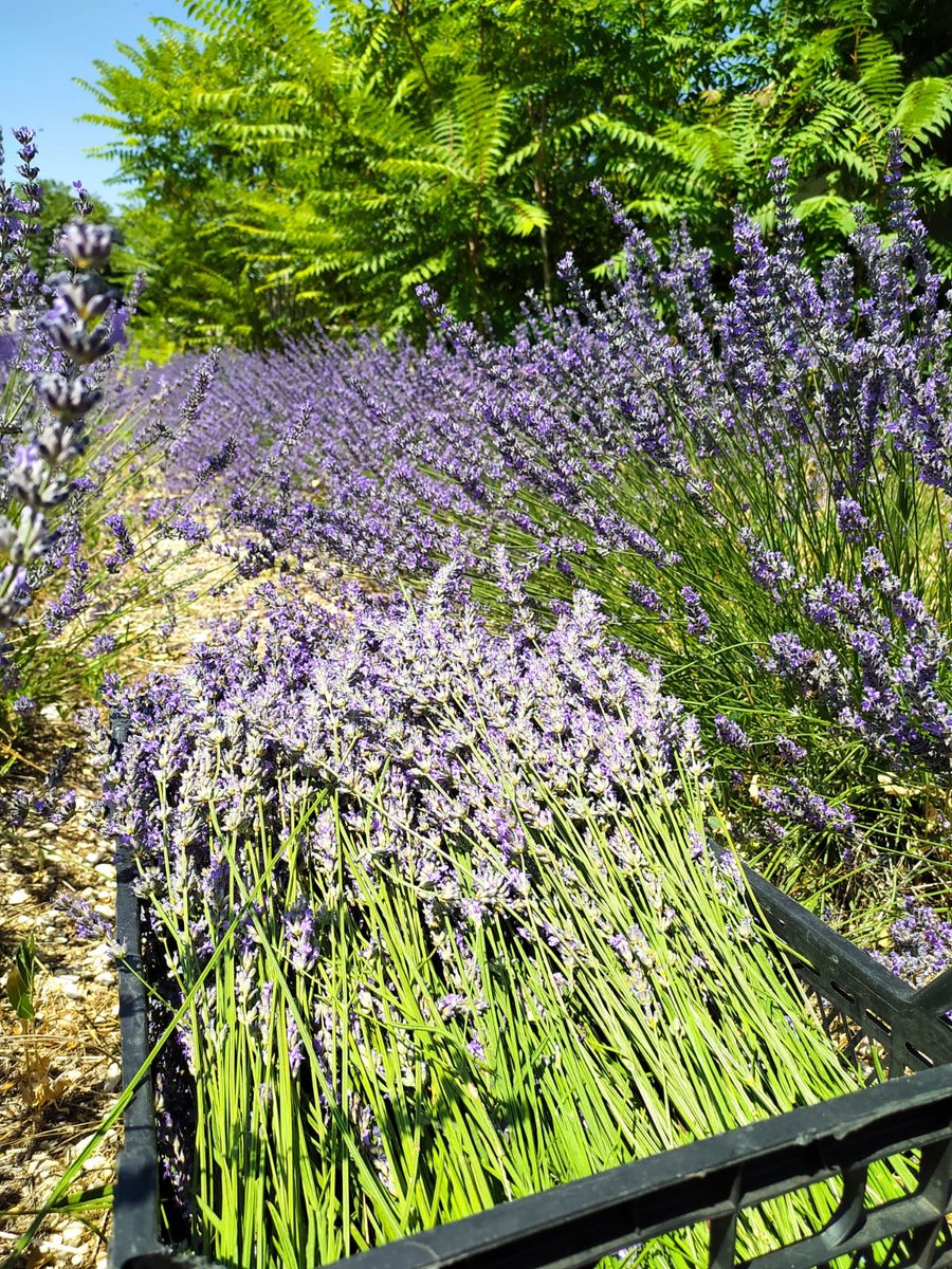 Tıbbi ve Aromatik Bitkiler bahçemizde  hasada güzel kokular eşlik ediyor.🧿🌱
<a href="/NOHUniversitesi/">Niğde Ömer Halisdemir Üniversitesi</a> <a href="/DrHasanUslu/">Hasan USLU 🇹🇷🥇</a> 
<a href="/NOHUTarim/">NOHU Tarım Bilimleri ve Teknolojileri Fakültesi</a> <a href="/CaliskanME/">Mehmet Emin Çalışkan</a> 
#lavanta #ekinezya #adaçayı #niğde