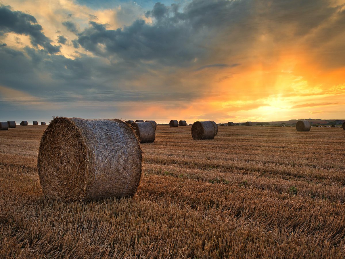 FairytalesFood's tweet photo. In Cornwall the last sheaf of corn cut at harvest-time was “the neck”. When the neck was cut at the house of a squire, the reapers assembled &amp; cried “the neck”, with the addition of “and for our pains we do deserve a glass of brandy, strong beer, and a bun.” #SuperstitionSat https://t.co/NEHJg0pOEJ