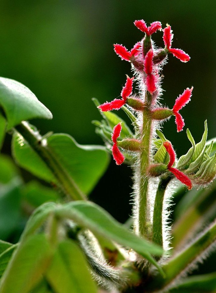 同時再生会ちゃん S Tweet クルミの花言葉 知性 リコリコ Trendsmap